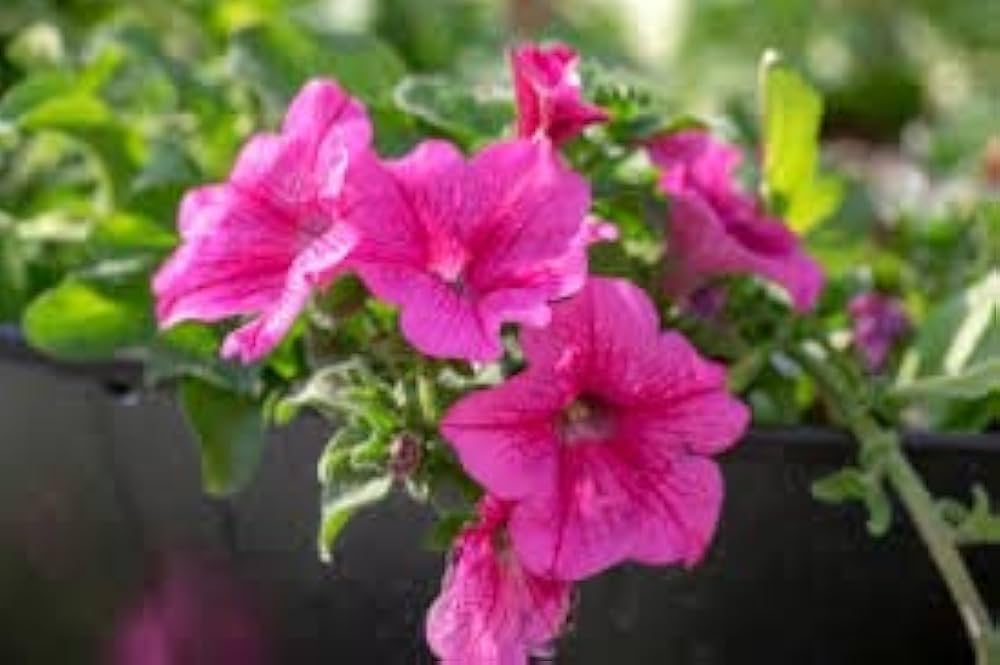 Premium Pink Fuchsia Petunia Flower seeds for Planting Hardy Variety, Heirloom & GMO Free Seeds for Home Garden seeds