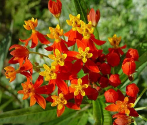 Premium Asclepias Curassavica Flower seeds for Planting Colorful Display, Heirloom & GMO Free Seeds for Home Garden seeds