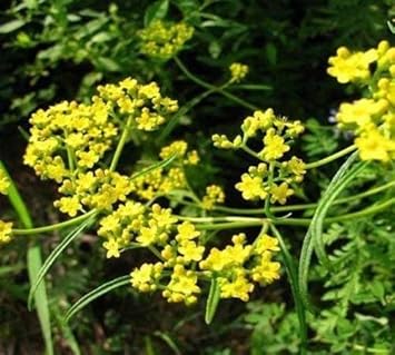 Yellow Thorowax Flower seeds for Planting Cottage Garden Essential, Heirloom & GMO Free Seeds for Home Garden seeds for planting