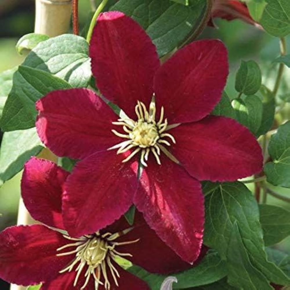 Maroon Clematis Flower seeds for Planting Hardy Variety Heirloom & GMO Free Seeds for Home Garden 
 
 Sale