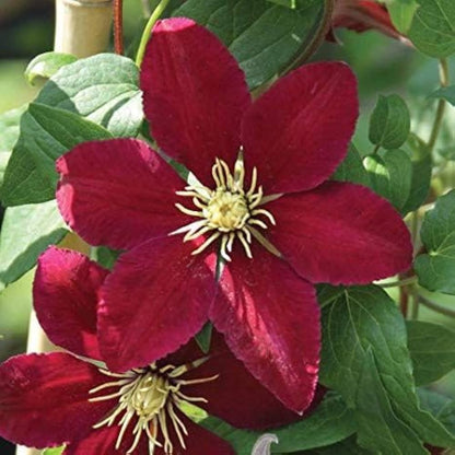 Maroon Clematis Flower seeds for Planting Hardy Variety Heirloom & GMO Free Seeds for Home Garden 
 
 Sale