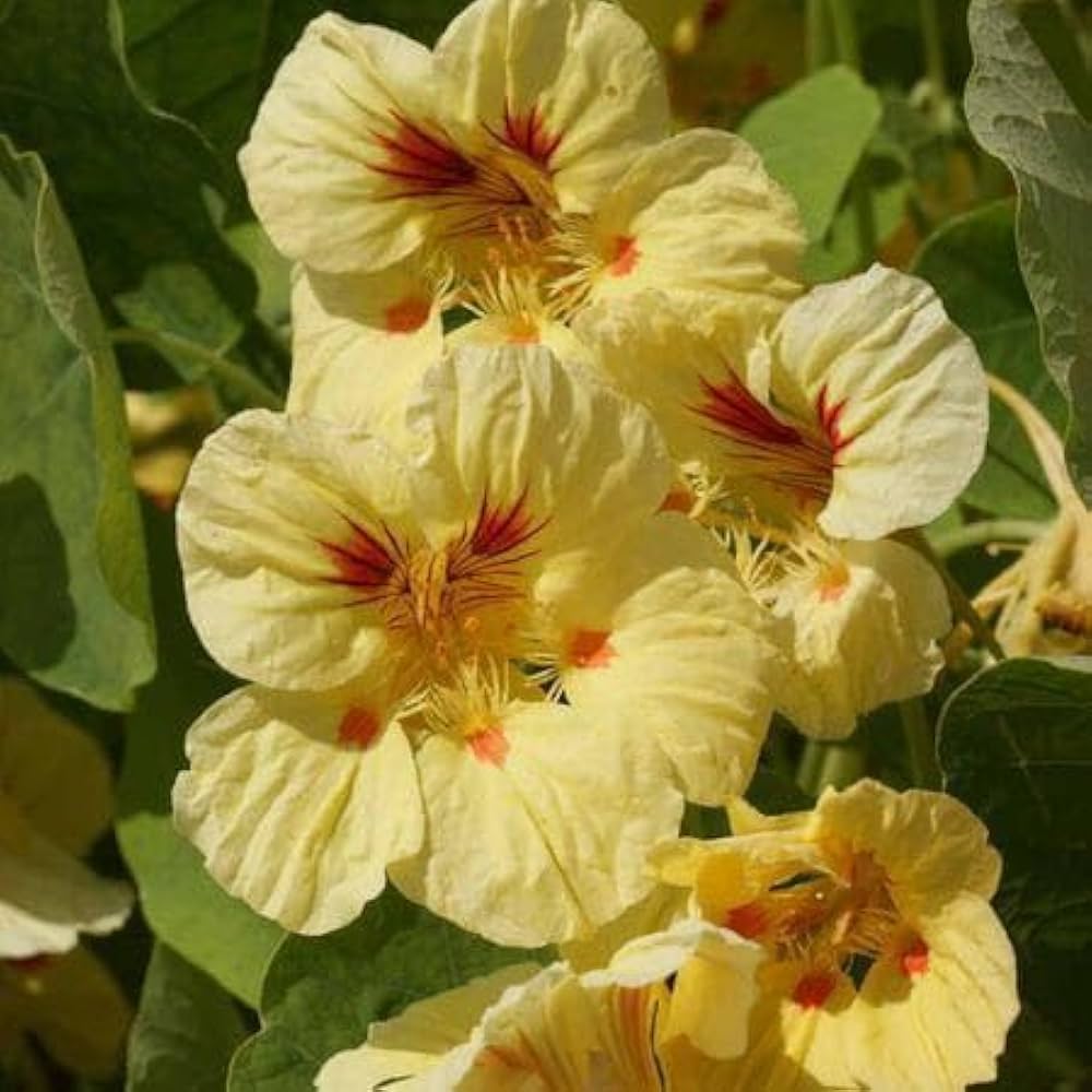 Premium Light Yellow Nasturtium Flower seeds for Planting Seasonal Bloomer, Heirloom & GMO Free Seeds for Home Garden seeds