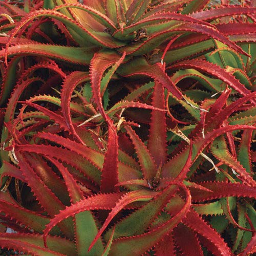 Red (Red Aloe) seeds for planting in home garden