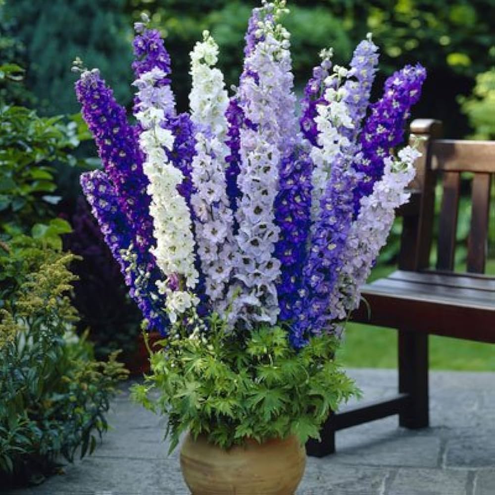 Mixed Verbascum Flower seeds for Planting Wildflower Mix, Heirloom & GMO Free Seeds for Home Garden vegetable and garden seeds