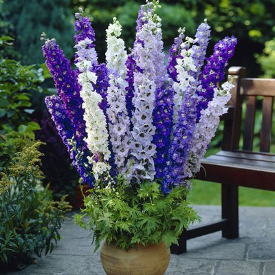 Larkspur Flower seeds for Planting Garden Favorite, Heirloom & GMO Free Seeds for Home Garden vegetable and garden seeds