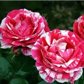 Pink White Stripe Rose Flower seeds for Planting Colorful Display, Heirloom & GMO Free Seeds for Home Garden seeds for planting