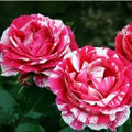 Pink White Stripe Rose Flower seeds for Planting Colorful Display, Heirloom & GMO Free Seeds for Home Garden seeds for planting