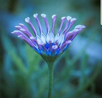 Shrubby Daisy Bush Flower seeds for Planting Wildflower Mix, Heirloom & GMO Free Seeds for Home Garden seeds for planting