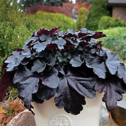 Premium Purple Coral Bells Flower seeds for Planting Sun Loving, Heirloom & GMO Free Seeds for Home Garden seeds
