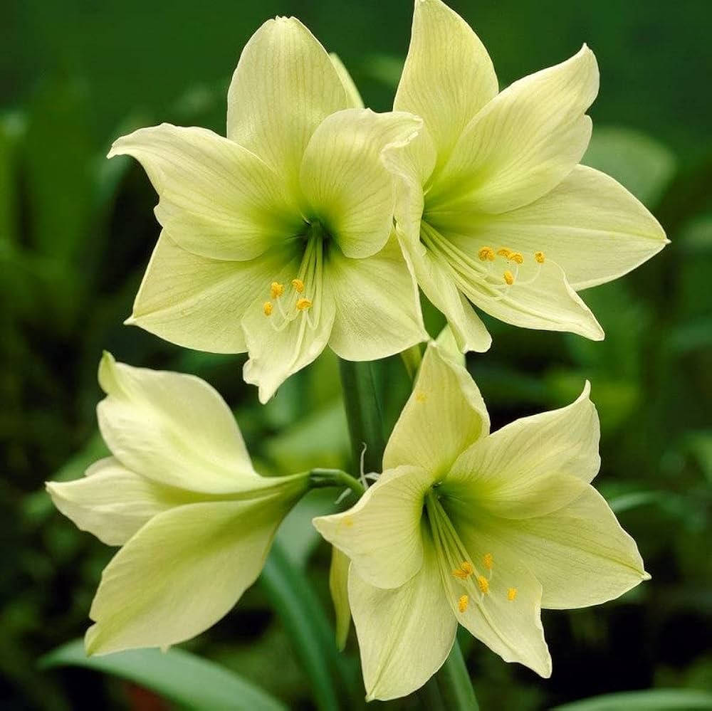 Premium Green Hippeastrum Rutilum Flower seeds for Planting Easy to Grow, Heirloom & GMO Free Seeds for Home Garden seeds