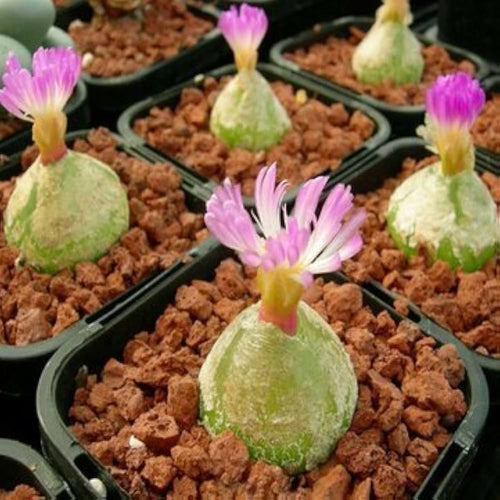 Premium Conophytum Burgeri Succulent Flower seeds for Planting Easy to Grow, Heirloom & GMO Free Seeds for Home Garden seeds