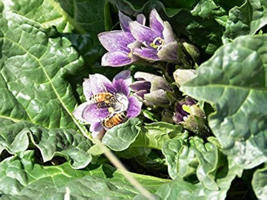 High quality Mandragora Flower seeds for Planting Sun Loving, Heirloom & GMO Free Seeds for Home Garden seeds pack
