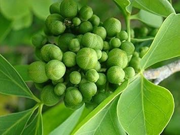 Green Toddalia Fruit Seeds for Planting Sun Loving, Heirloom & GMO Free Seeds for Home Garden seeds for planting