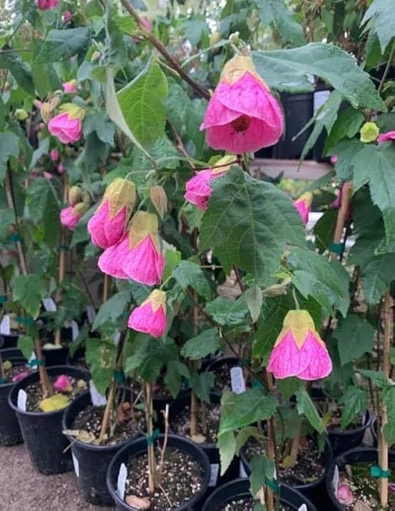 Abutilon Bella Flower seeds for Planting Hardy Variety, Heirloom & GMO Free Seeds for Home Garden vegetable and garden seeds