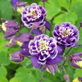 White Violet Aquilegia Flower seeds for Planting Premium Quality, Heirloom & GMO Free Seeds for Home Garden seeds for planting