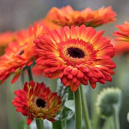 Orange Gerbera Jamesonii Flower seeds for Planting - Easy to Grow, Heirloom & GMO Free Seeds for Home Garden