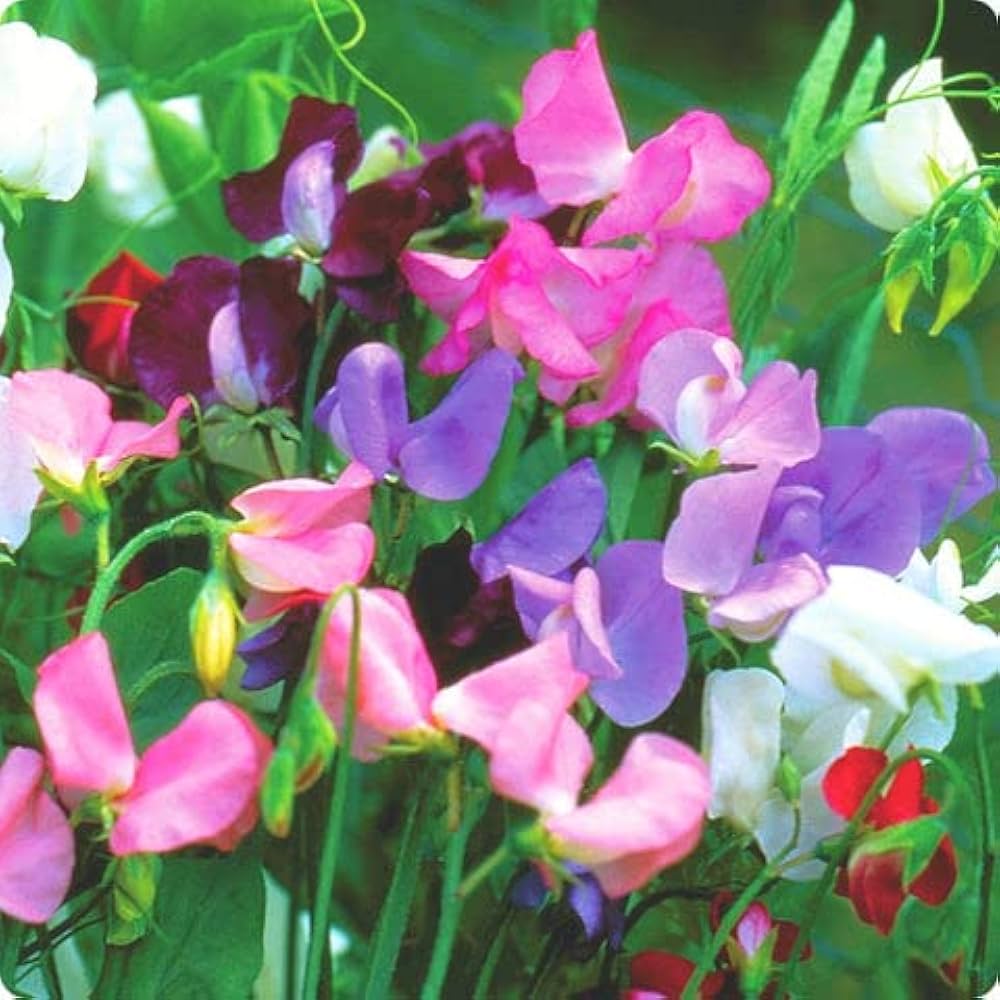 Lathydorus Odoratus Flower seeds for Planting Drought Tolerant Heirloom & GMO Free Seeds for Home Garden