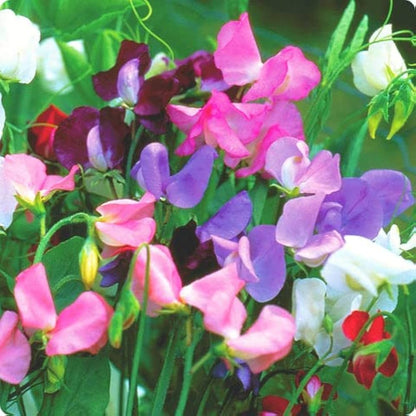 Lathydorus Odoratus Flower seeds for Planting Drought Tolerant Heirloom & GMO Free Seeds for Home Garden
