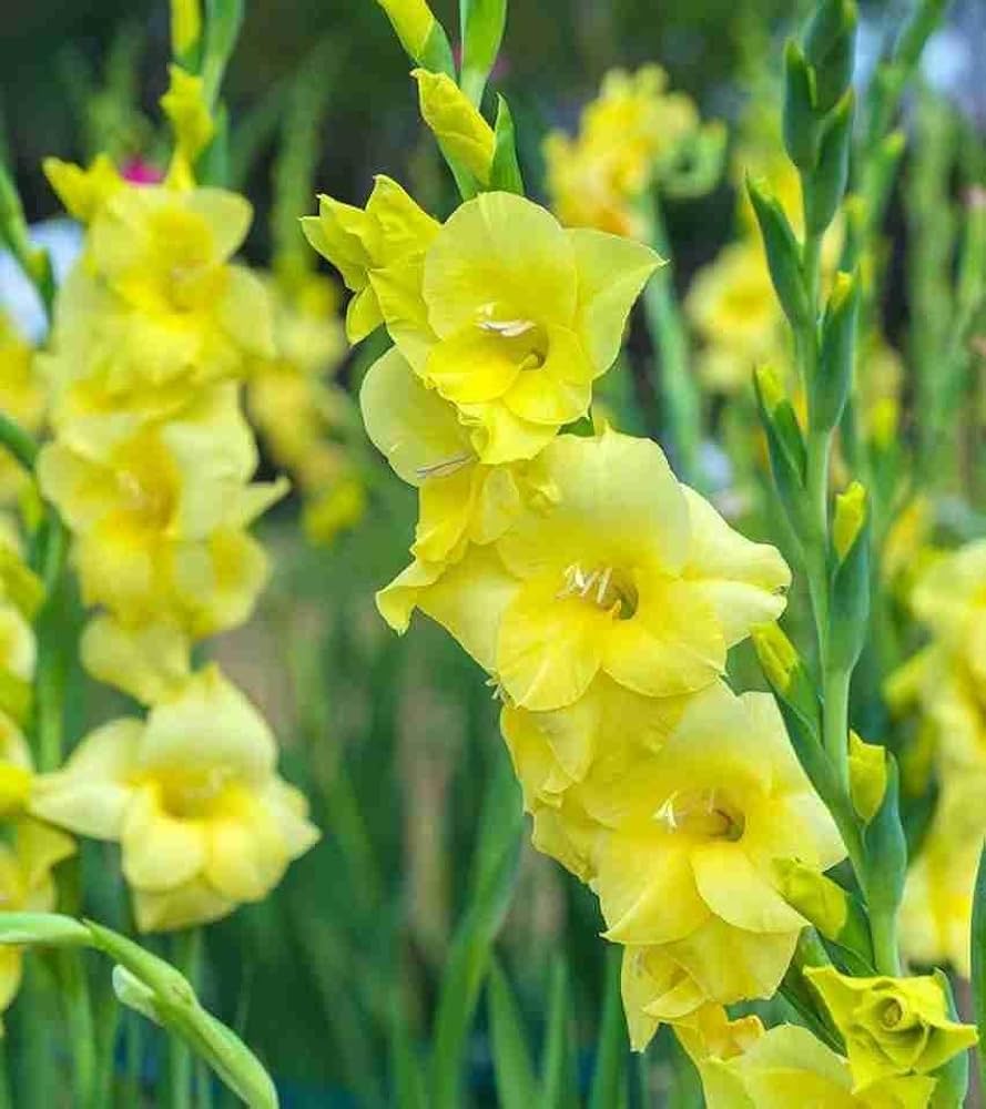 YellowPerennial Gladiolus Flower seeds for Planting Pollinator Friendly, Heirloom & GMO Free Seeds for Home Garden seeds for planting