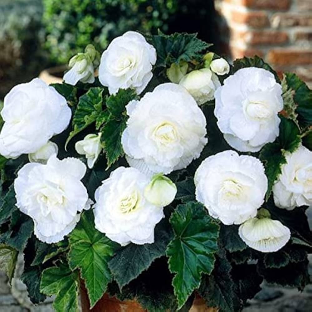 Premium Tuberous Begonia Flower seeds for Planting Sun Loving, Heirloom & GMO Free Seeds for Home Garden seeds