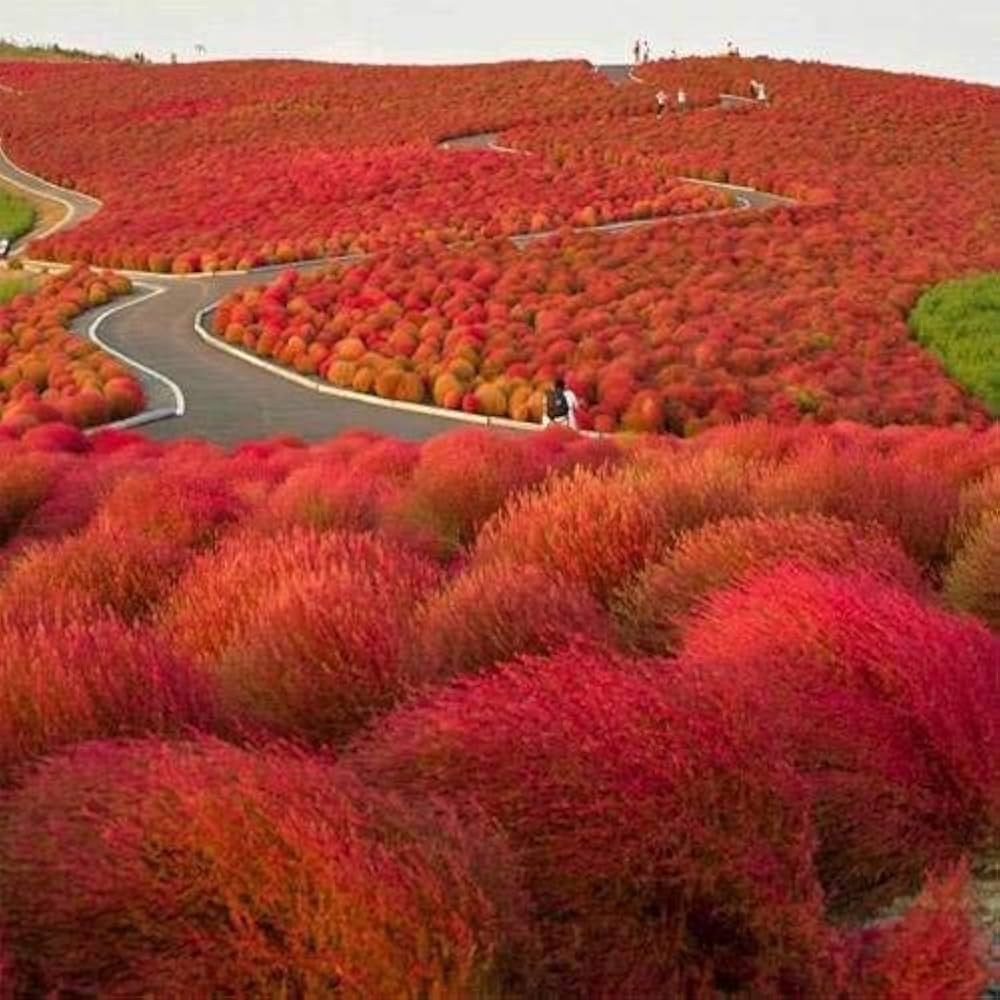 Red Burning Bush Flower seeds for Planting Seasonal Bloomer, Heirloom & GMO Free Seeds for Home Garden vegetable and garden seeds
