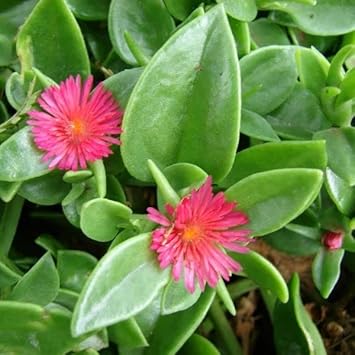 Rose Aptenia Flower seeds for Planting Easy to Grow, Heirloom & GMO Free Seeds for Home Garden seeds for planting