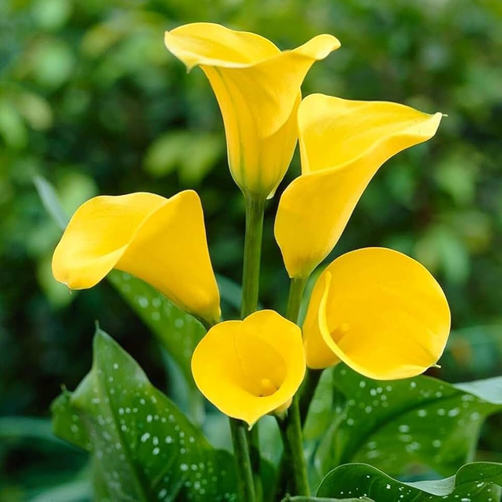 Yellow Calla Flower seeds for Planting Garden Favorite, Heirloom & GMO Free Seeds for Home Garden seeds for planting