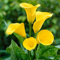 Yellow Calla Flower seeds for Planting Garden Favorite, Heirloom & GMO Free Seeds for Home Garden seeds for planting
