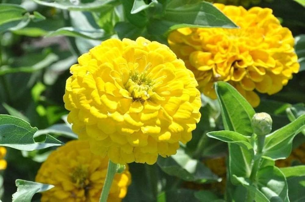 Light Yellow Zinnia Flower seeds for Planting Fragrant Blossoms, Heirloom & GMO Free Seeds for Home Garden seeds for planting