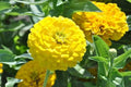Light Yellow Zinnia Flower seeds for Planting Fragrant Blossoms, Heirloom & GMO Free Seeds for Home Garden seeds for planting