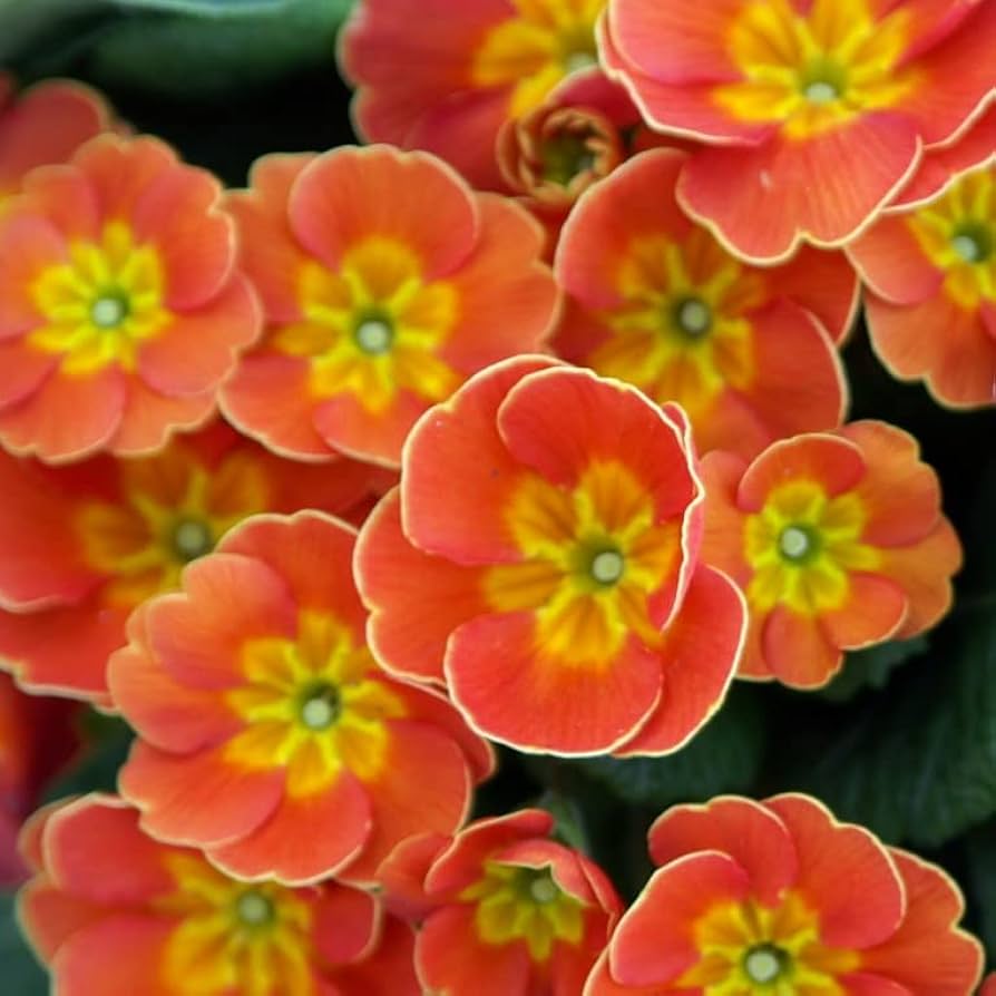 Primula Malacoides Flower seeds for Planting Colorful Display, Heirloom & GMO Free Seeds for Home Garden seeds for planting