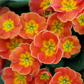 Orange Primrose Flower seeds for Planting Sun Loving, Heirloom & GMO Free Seeds for Home Garden seeds for planting