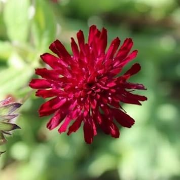 Macedonica Flower seeds for Planting Shade Tolerant Heirloom & GMO Free Seeds for Home Garden 
 
 Sale for planting in home garden