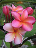 Pink Frangipani Flower seeds for Planting Easy to Grow, Heirloom & GMO Free Seeds for Home Garden seeds for planting