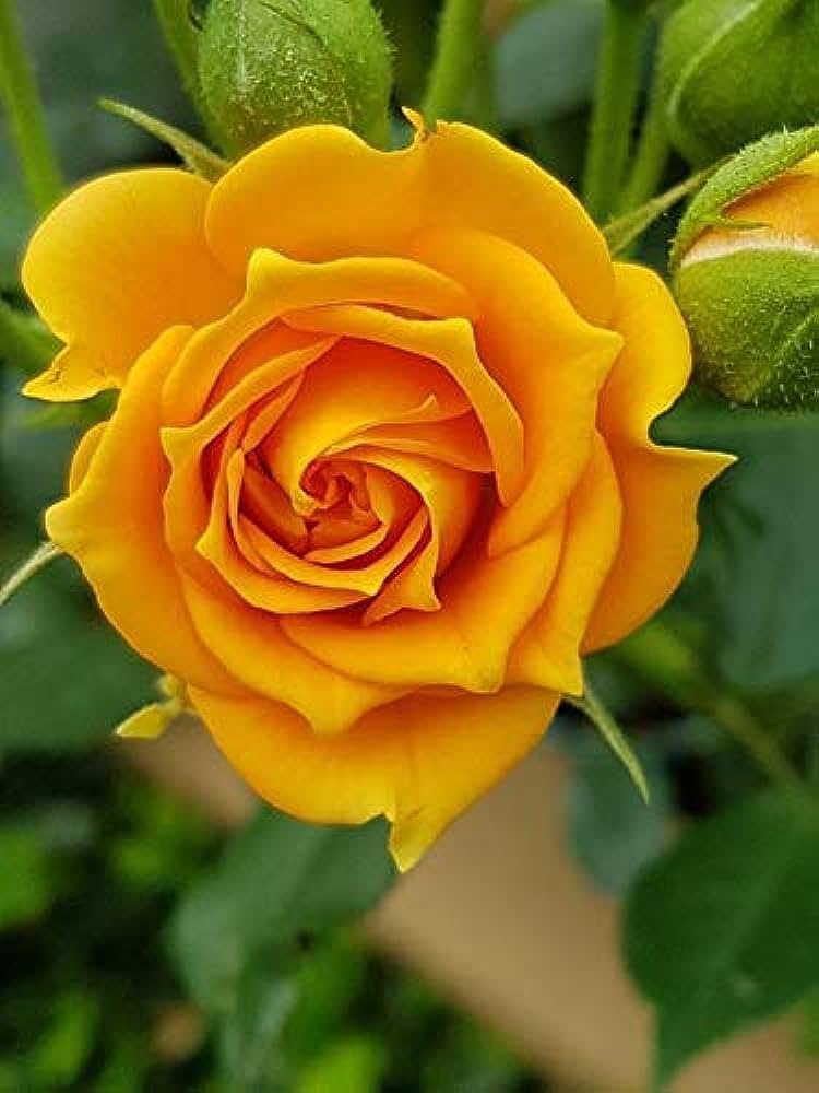 Yellow Rose Flower seeds for Planting Cut Flower Favorite, Heirloom & GMO Free Seeds for Home Garden seeds for planting