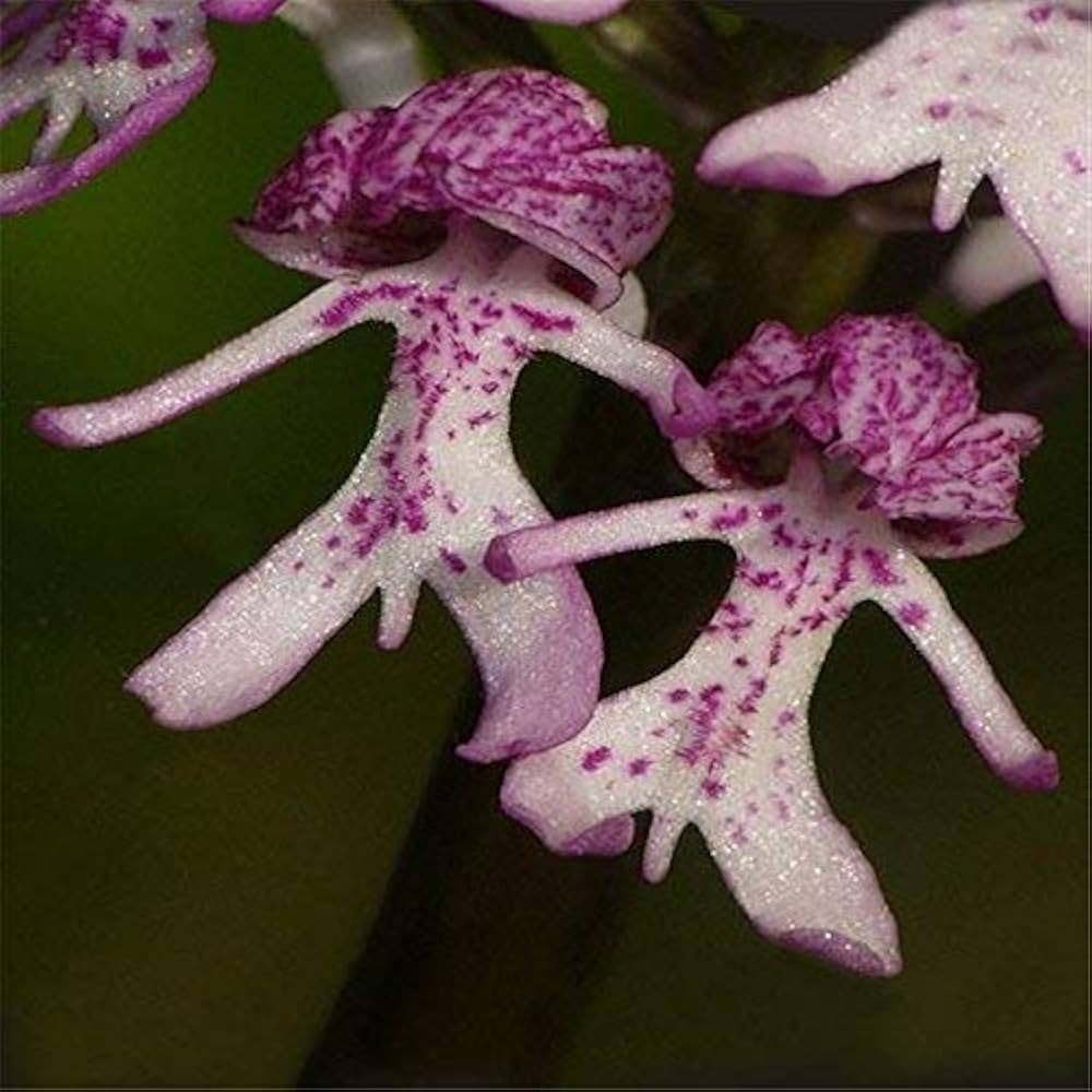Purple Naked Man Orchid Flower seeds for Planting Perfect for Borders, Heirloom & GMO Free Seeds for Home Garden seeds for planting