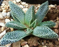 Green Nananthus Margaritiferus Flower seeds for Planting Cottage Garden Essential, Heirloom & GMO Free Seeds for Home Garden seeds for planting