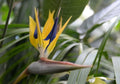Violet Yellow Strelitzia Flower seeds for Planting Premium Quality, Heirloom & GMO Free Seeds for Home Garden seeds for planting