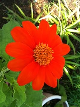 Red Tithonia Rotundifolia Flower seeds for Planting Premium Quality, Heirloom & GMO Free Seeds for Home Garden seeds for planting