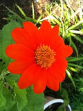 Red Tithonia Rotundifolia Flower seeds for Planting Premium Quality, Heirloom & GMO Free Seeds for Home Garden seeds for planting