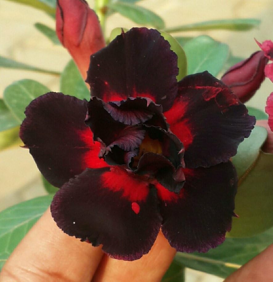 Adenium Flower seeds for Planting Colorful Display, Heirloom & GMO Free Seeds for Home Garden vegetable and garden seeds