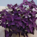 Oxalis Corymbosa Flower seeds for Planting Perfect for Borders, Heirloom & GMO Free Seeds for Home Garden Sale seeds for planting