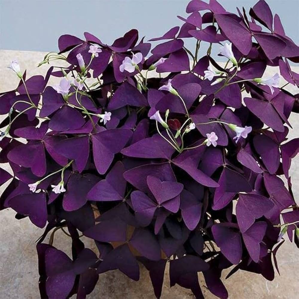 Oxalis Corymbosa Flower seeds for Planting Perfect for Borders, Heirloom & GMO Free Seeds for Home Garden Sale seeds for planting