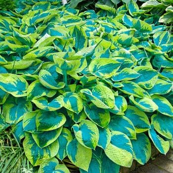 Green Blue Hosta Flower seeds for Planting Long Bloom Season, Heirloom & GMO Free Seeds for Home Garden seeds for planting