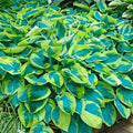 Green Blue Hosta Flower seeds for Planting Long Bloom Season, Heirloom & GMO Free Seeds for Home Garden seeds for planting