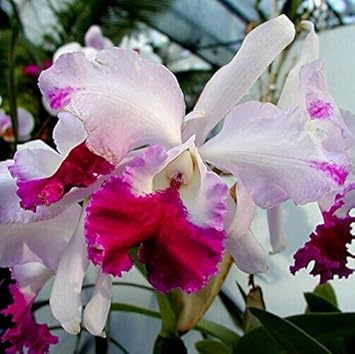 Cattleya Hybrida Flower seeds for Planting Low Maintenance, Heirloom & GMO Free Seeds for Home Garden seeds for planting