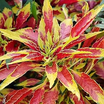 High quality Yellow Red Poinsettia Flower seeds for Planting Vibrant Colors, Heirloom & GMO Free Seeds for Home Garden seeds pack