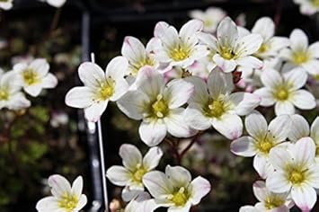 White Burren Flower seeds for Planting Garden Favorite, Heirloom & GMO Free Seeds for Home Garden seeds for planting