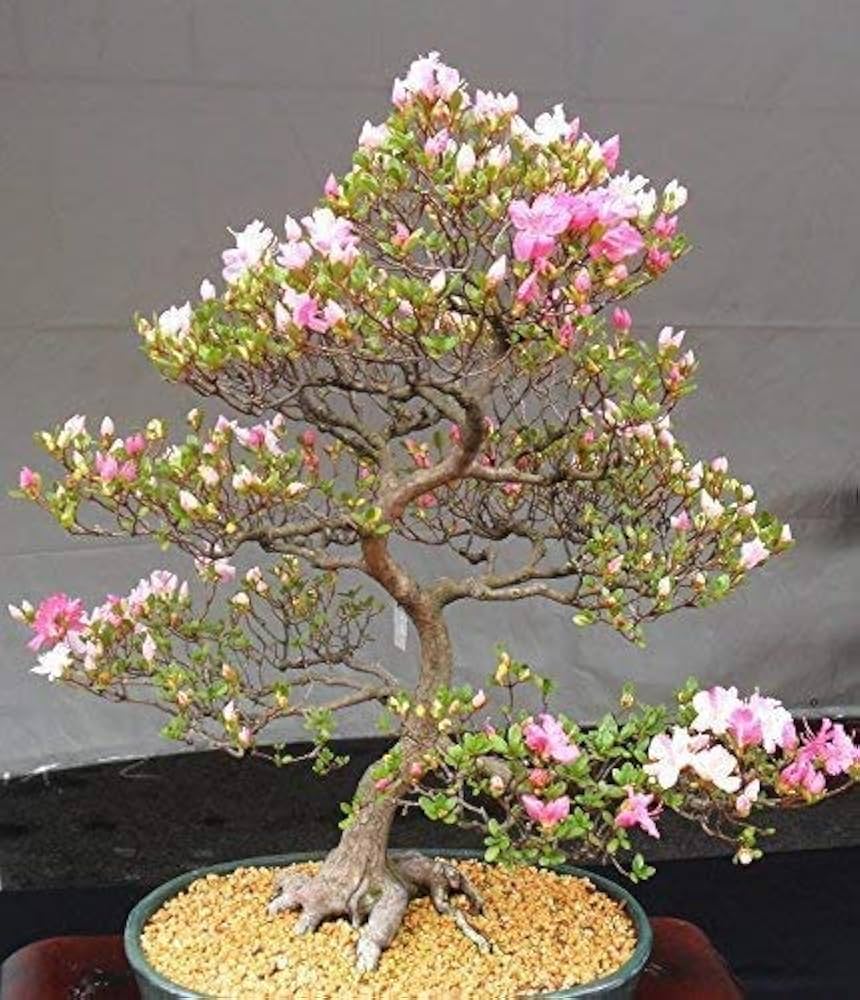 Mixed Simsii Bonsai Flower seeds for Planting Sun Loving Heirloom & GMO Free Seeds for Home Garden