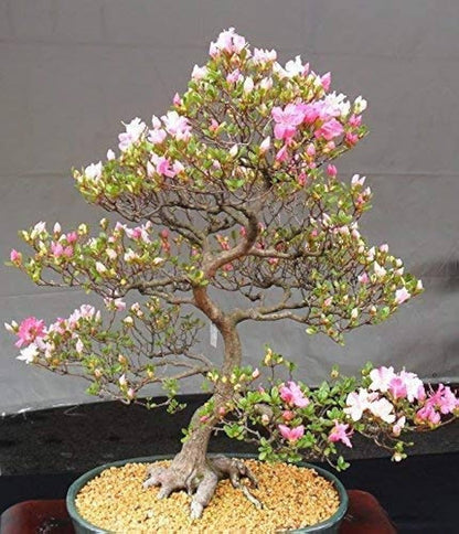 Mixed Simsii Bonsai Flower seeds for Planting Sun Loving Heirloom & GMO Free Seeds for Home Garden